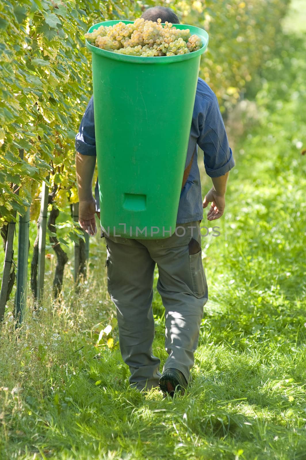 Vintner wearing butt full of grapes during the harvest
