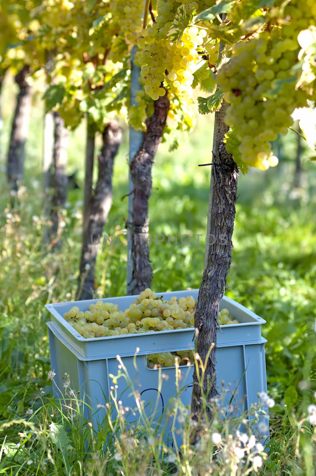 Fresh Hand-Picked Grapes In The Vineyard