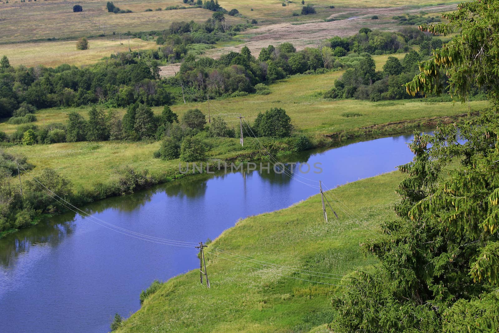 scenery with pine trees, river and grass