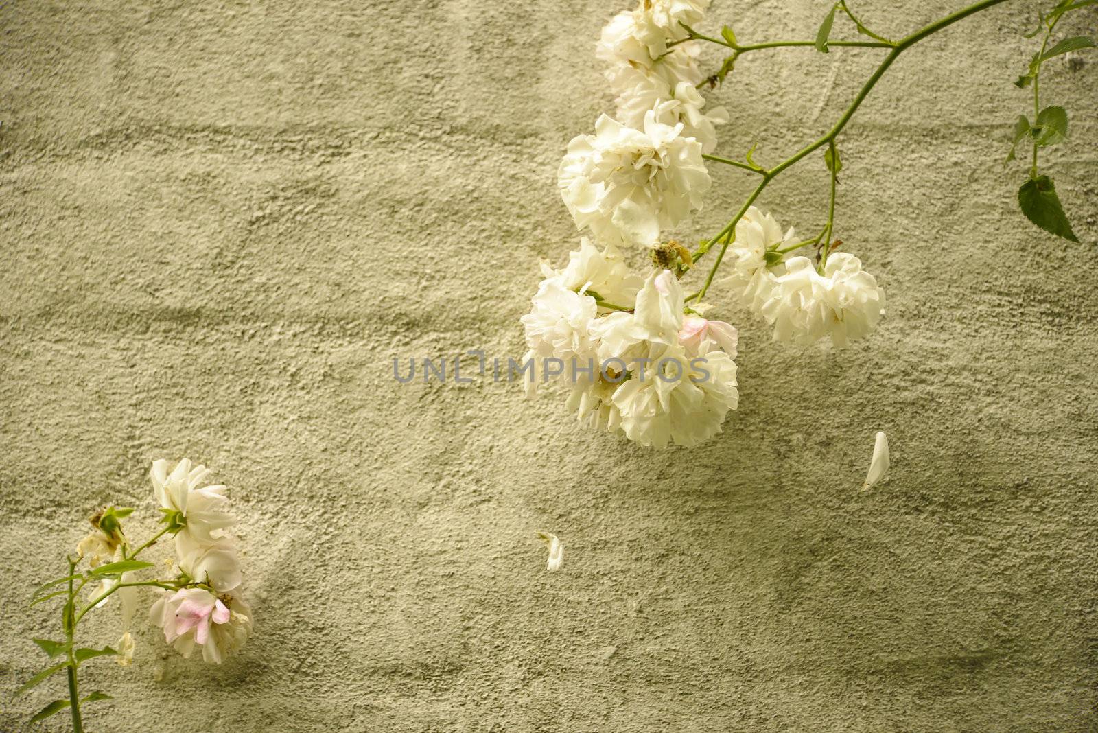 White roses on a white brick wall