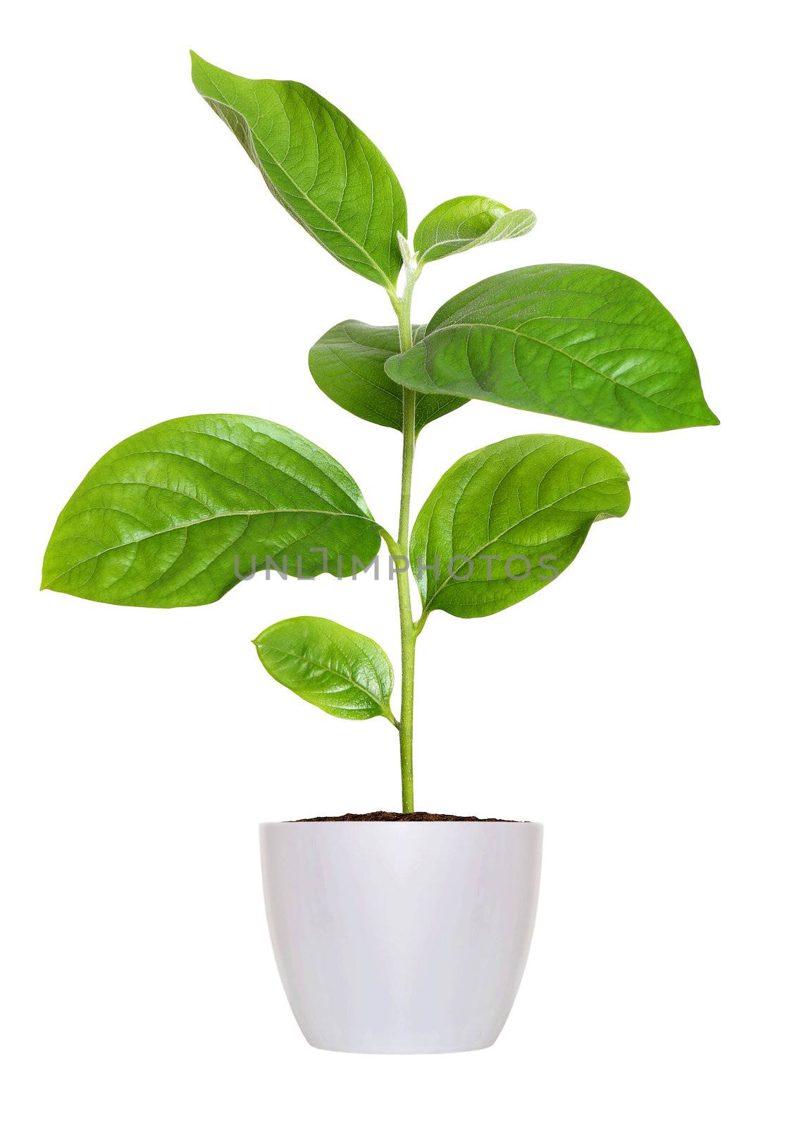 small green seedling in a flowerpot isolated