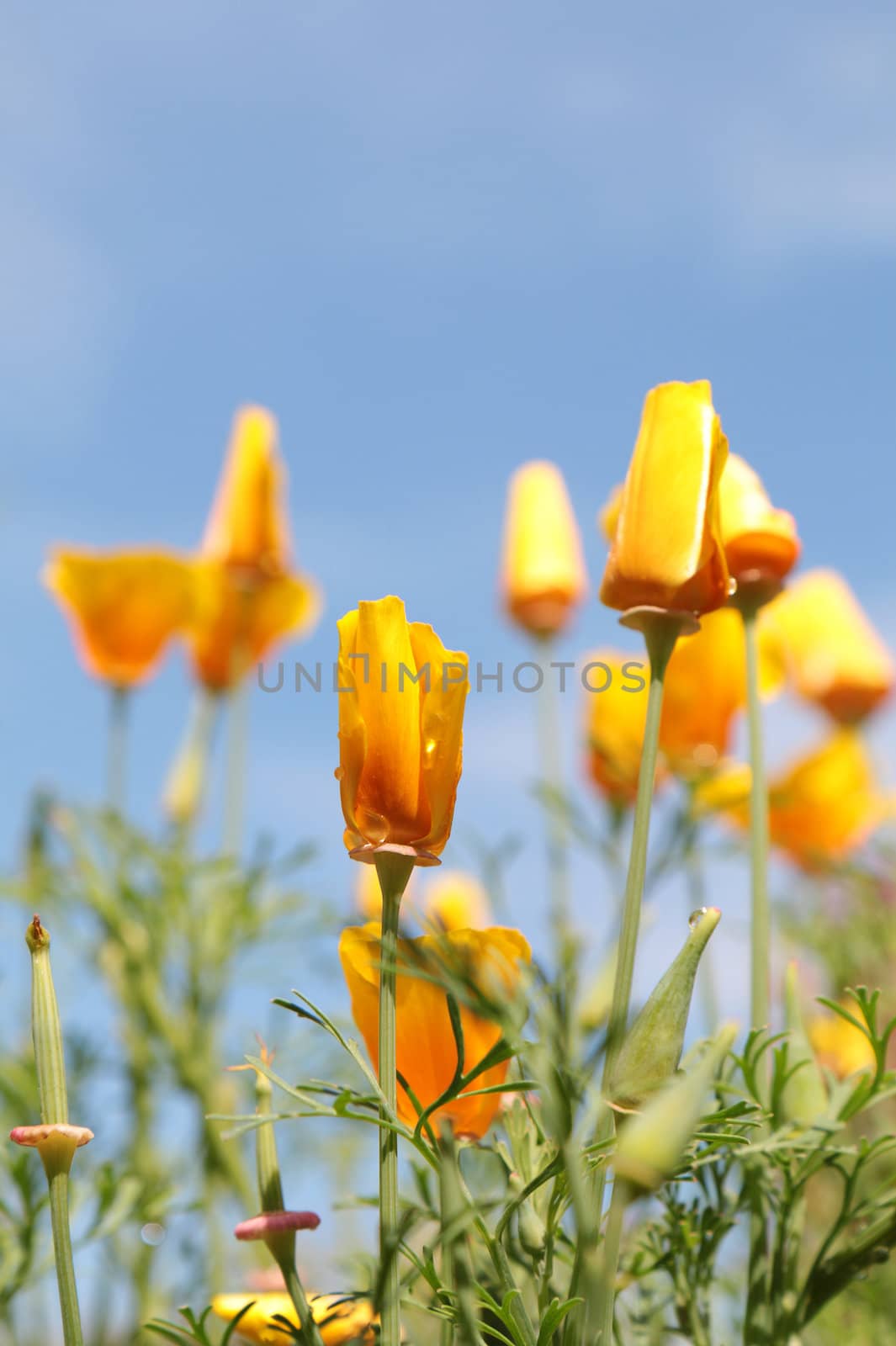 close up of california poppy flower