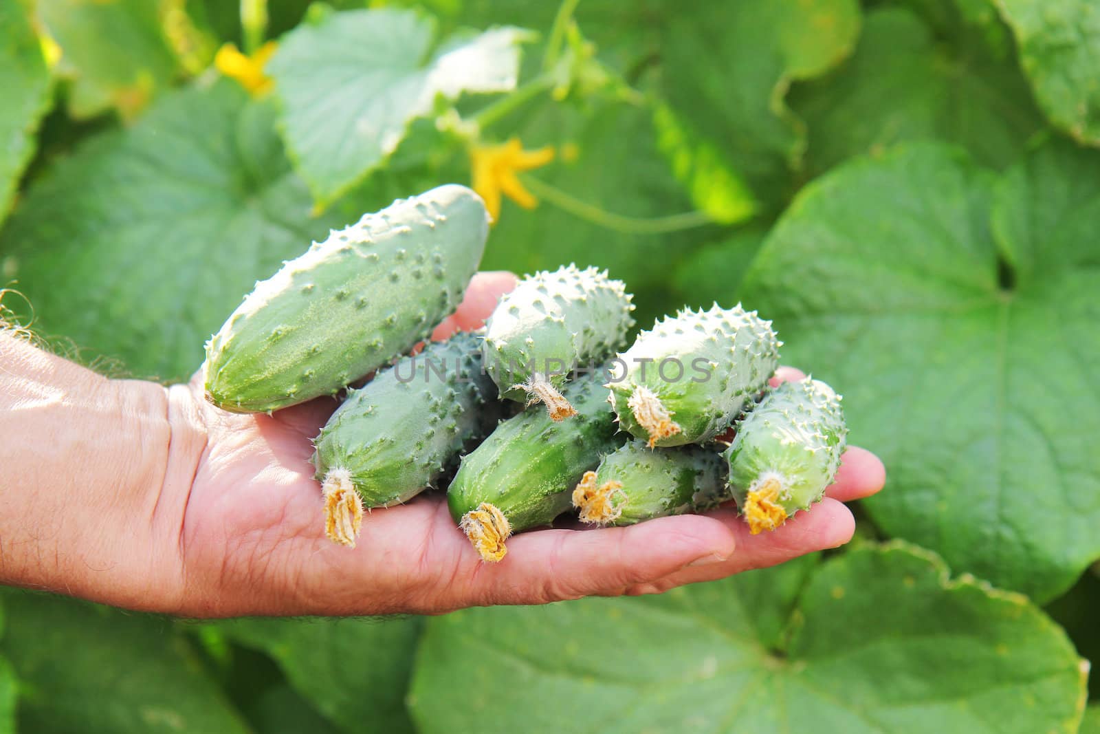 several fresh cucumbers in a hand of farmer