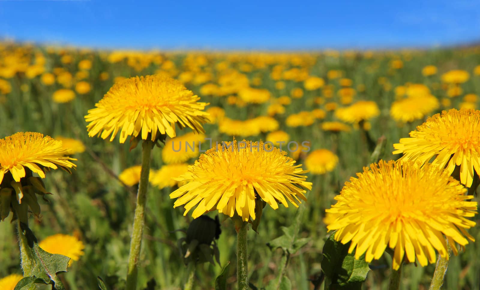 Yellow dandelion flowers with leaves in green grass, spring photo