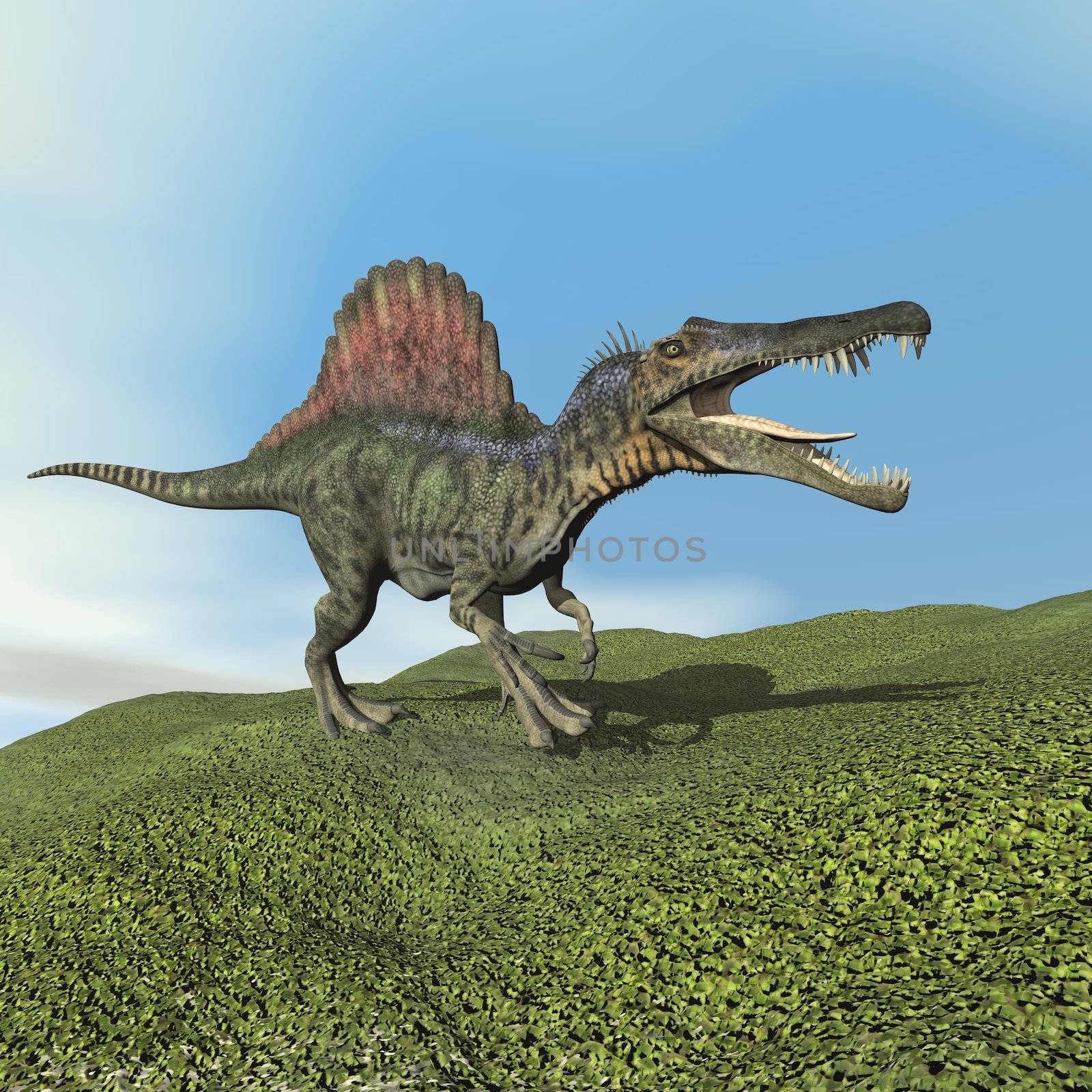 Spinosaurus dinosaur walking on the grass by day - 3D render