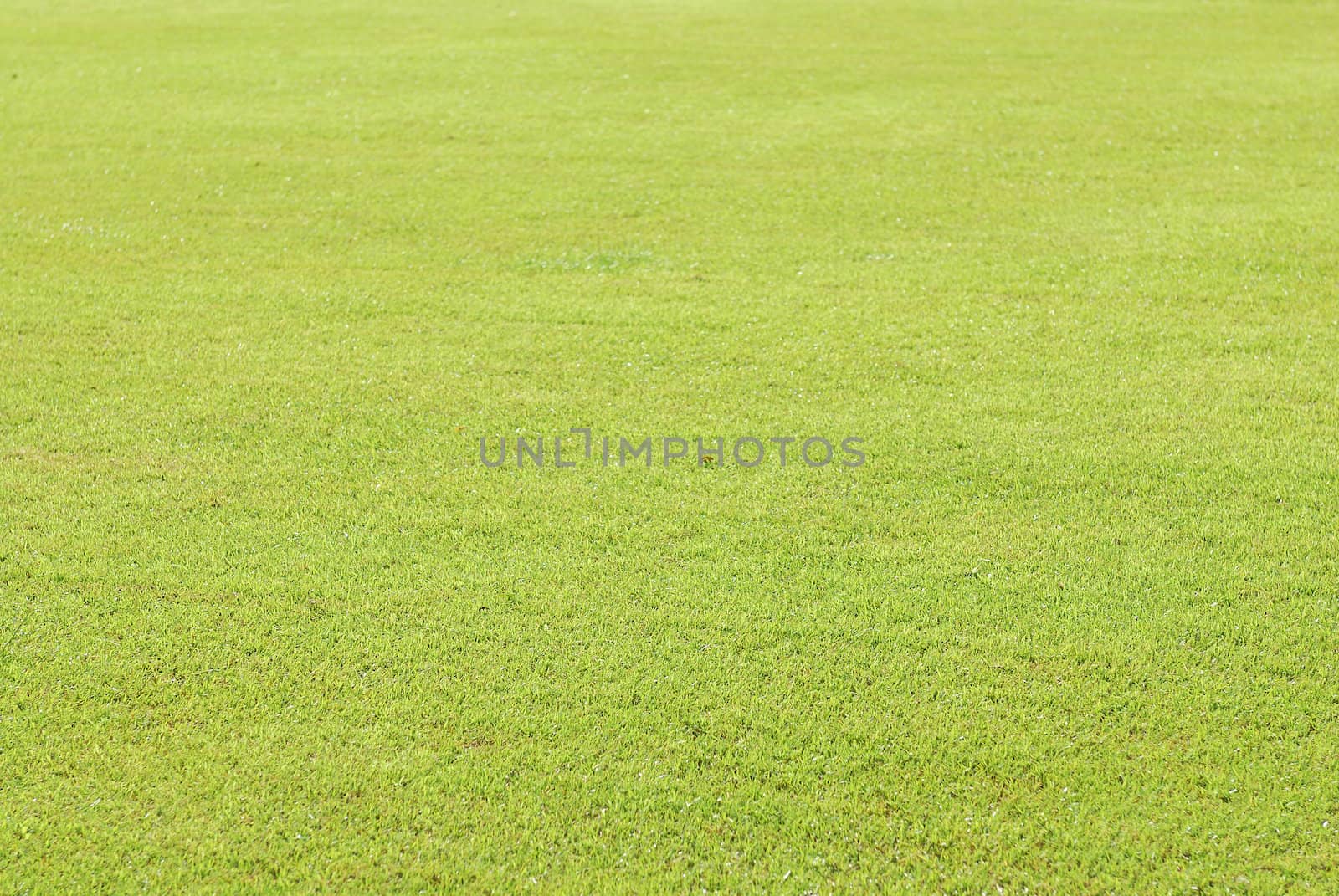 Green grass soccer field by teen00000