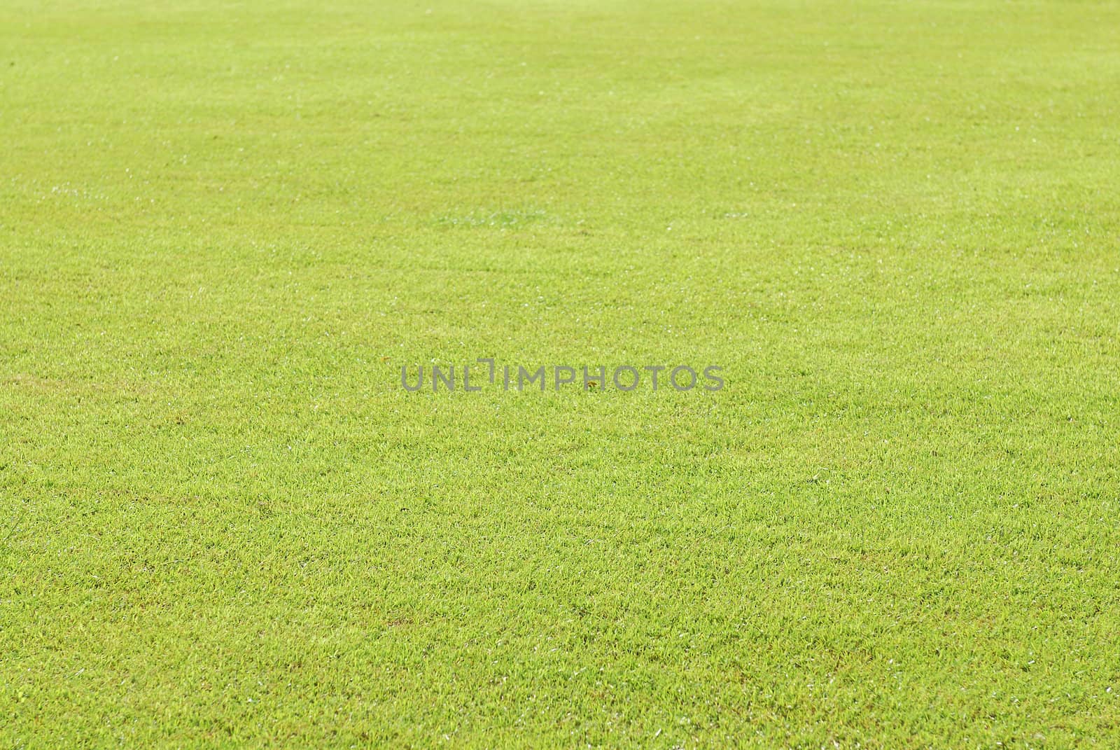 Green grass soccer field