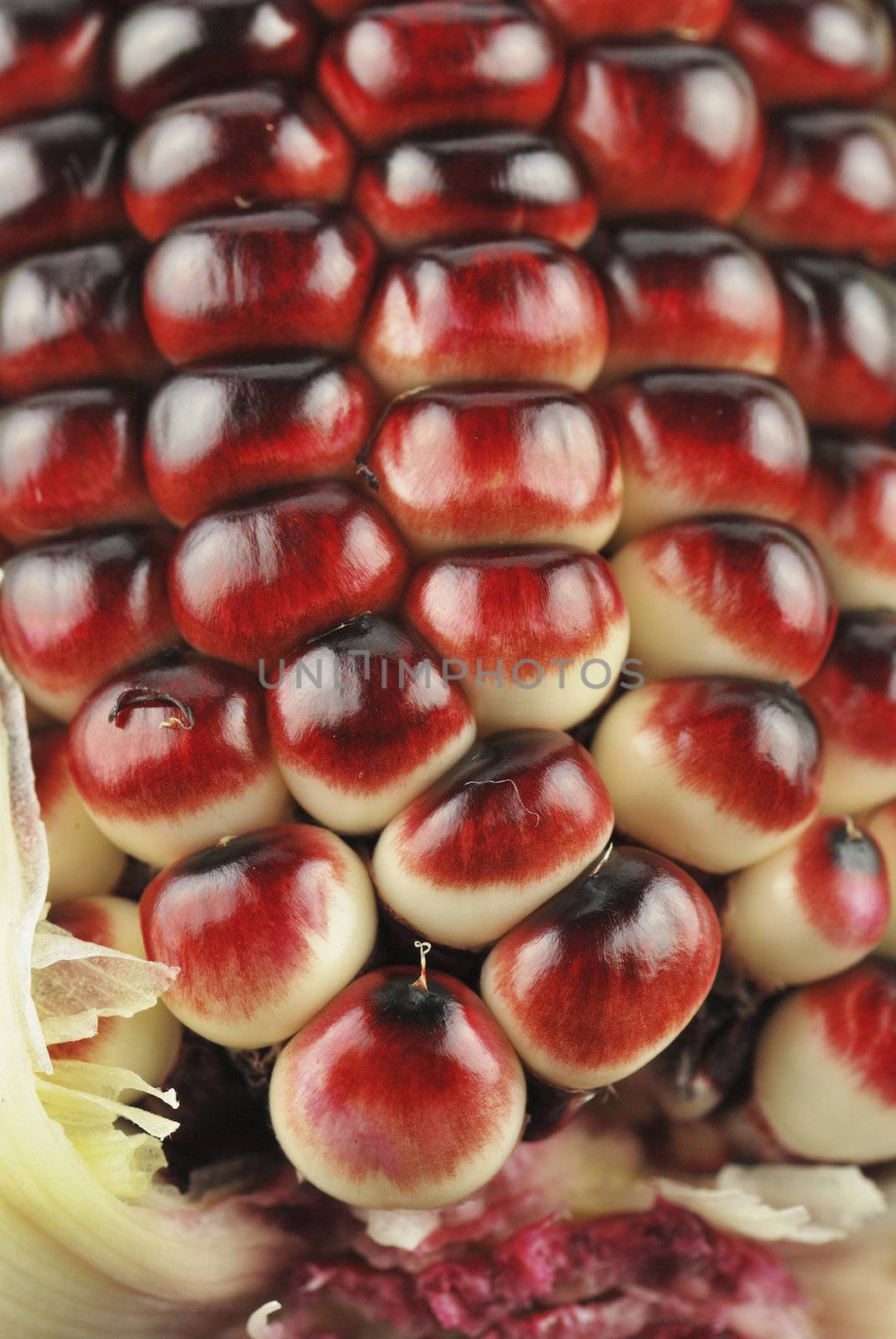 Harvested corn in red and purple colors