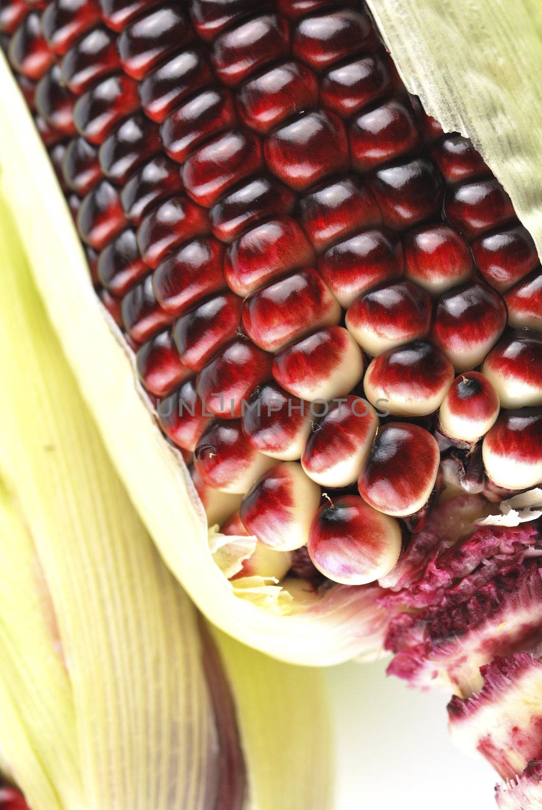 Harvested corn in red and purple colors