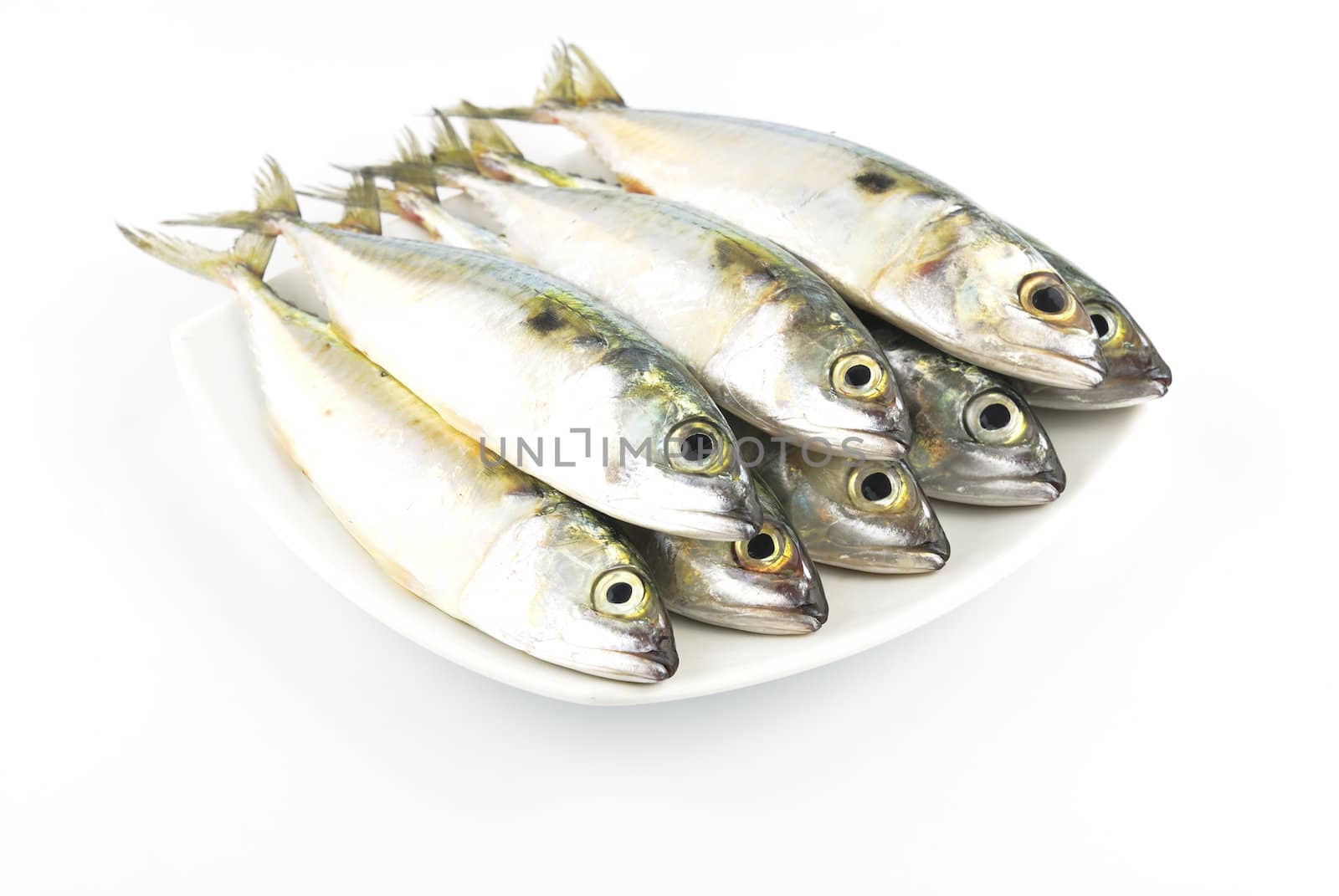 Fresh mackerel fish