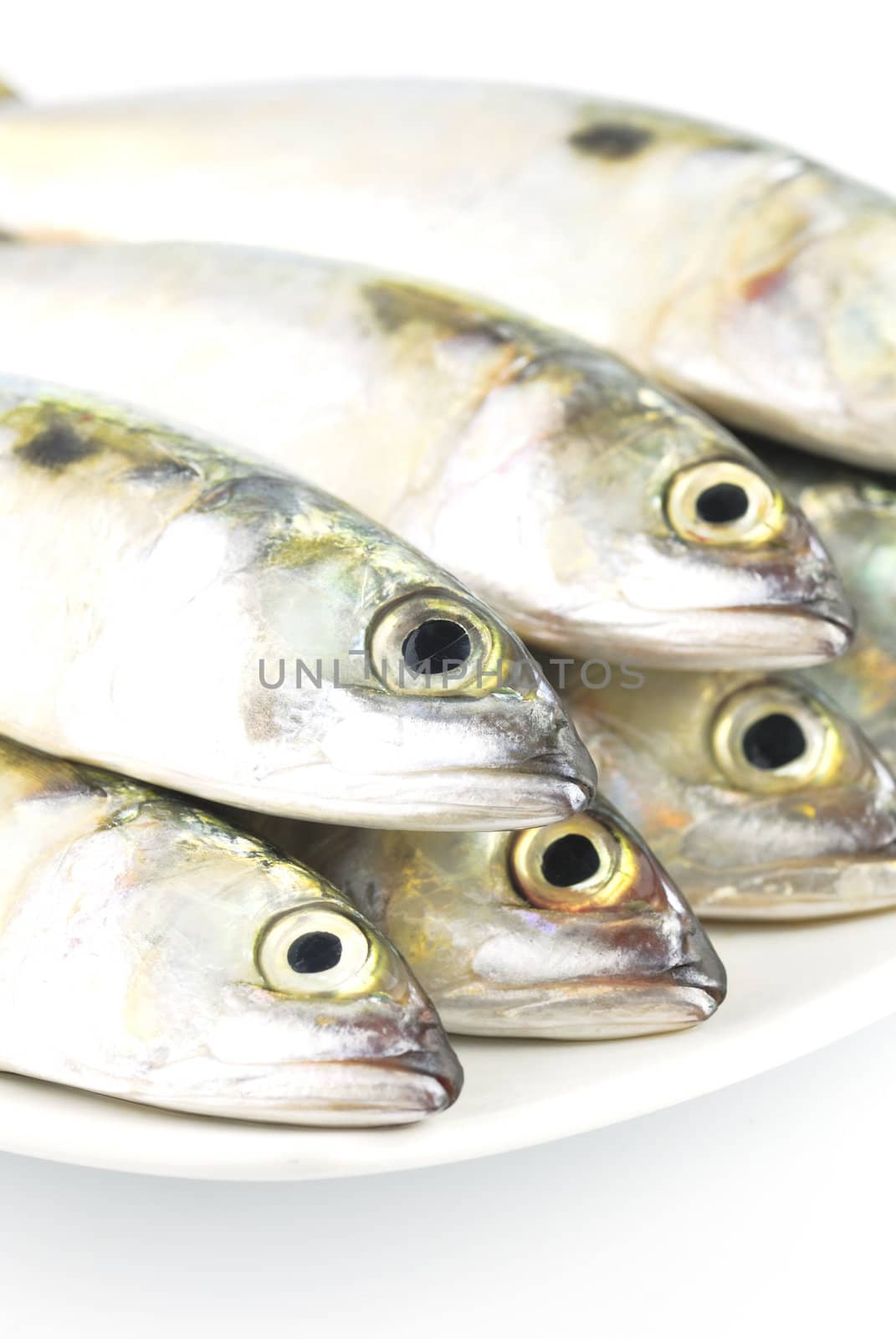 Fresh mackerel fish  by teen00000