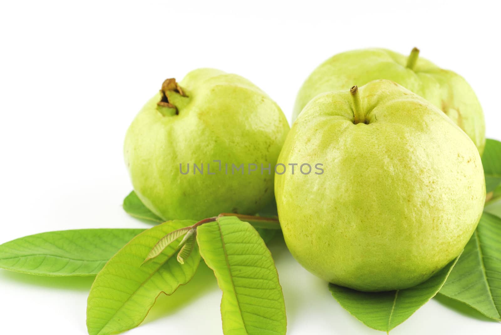 Guava (tropical fruit) on white background