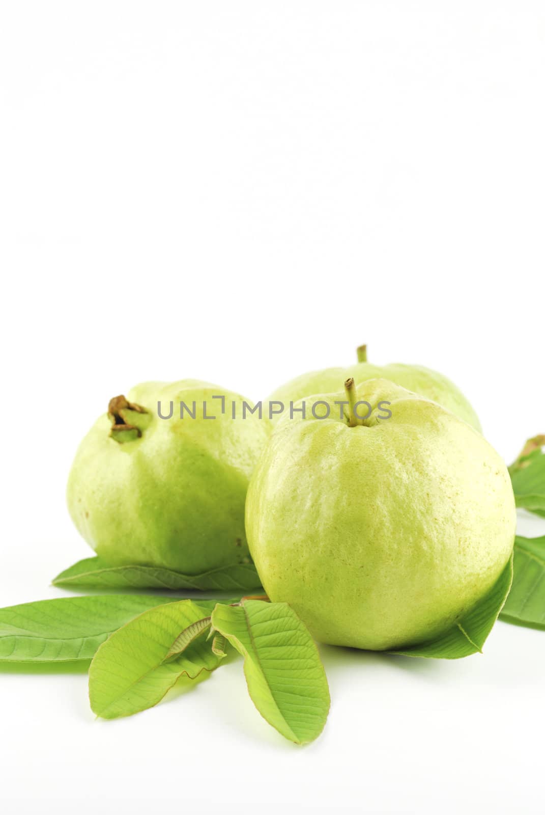 Guava (tropical fruit) on white background