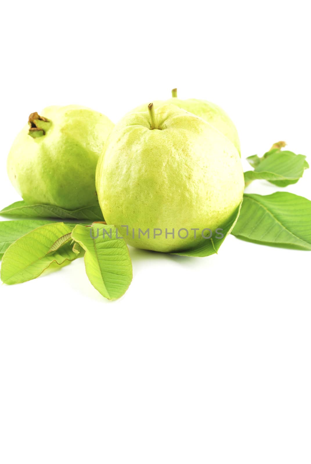 Guava (tropical fruit) on white background