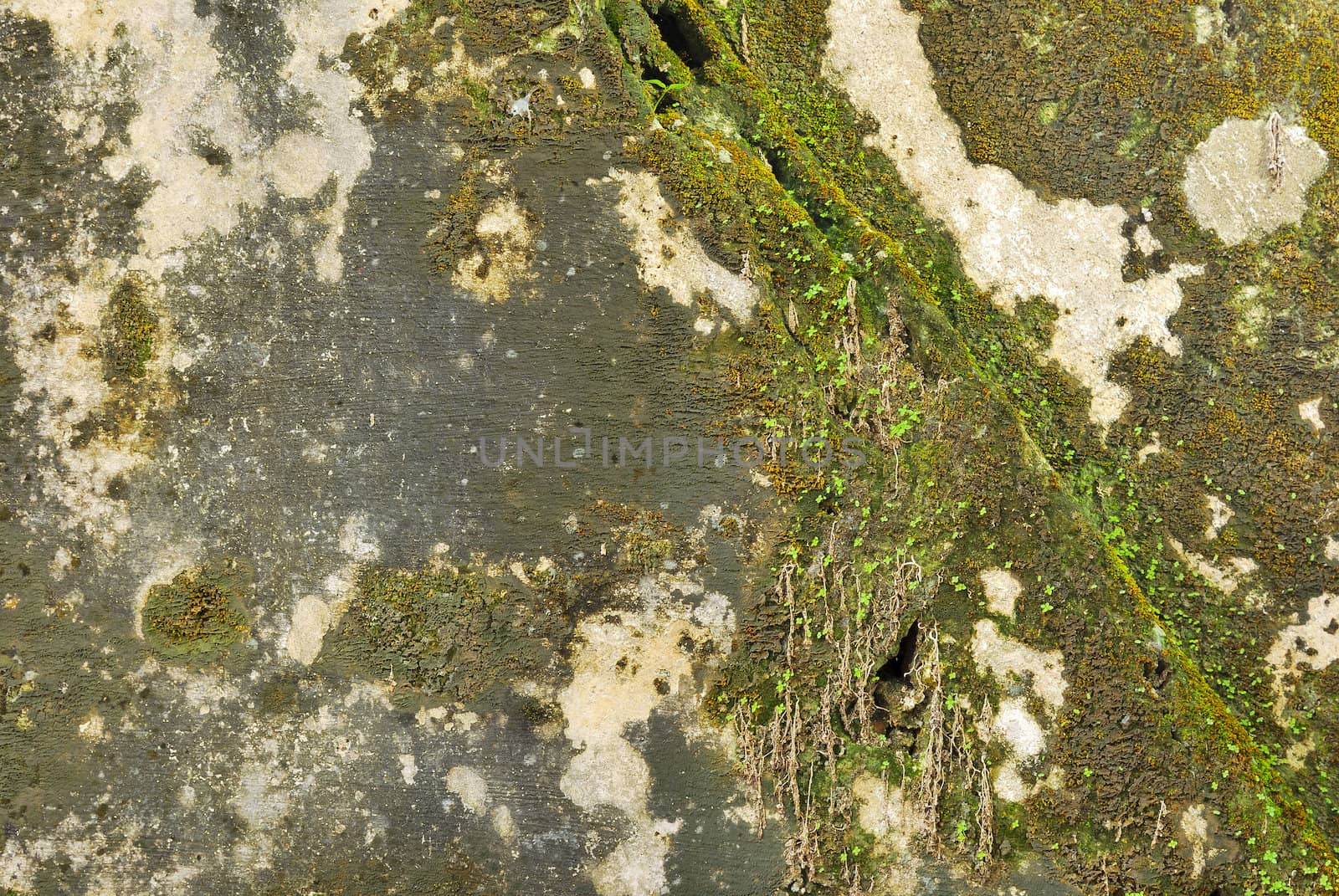 Texture of old concrete grunge wall covered with lichen moss mold as a background