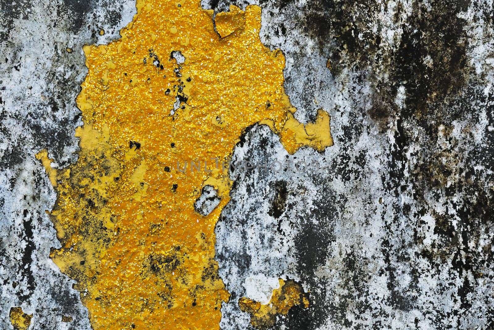 Texture of old concrete grunge wall covered with lichen moss mold as a background