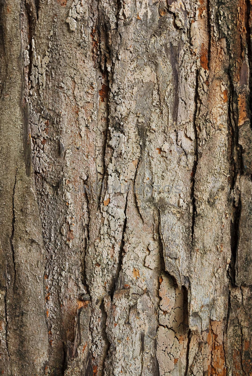 tree bark closeup usable as texture or background