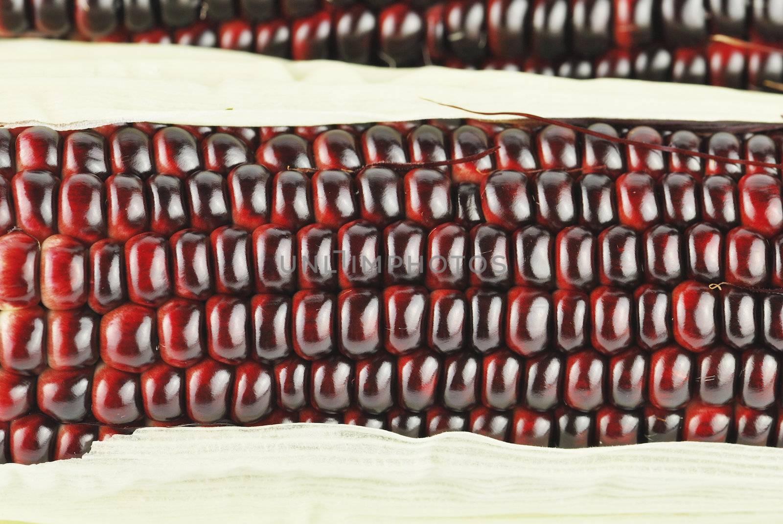 Harvested corn in red and purple colors