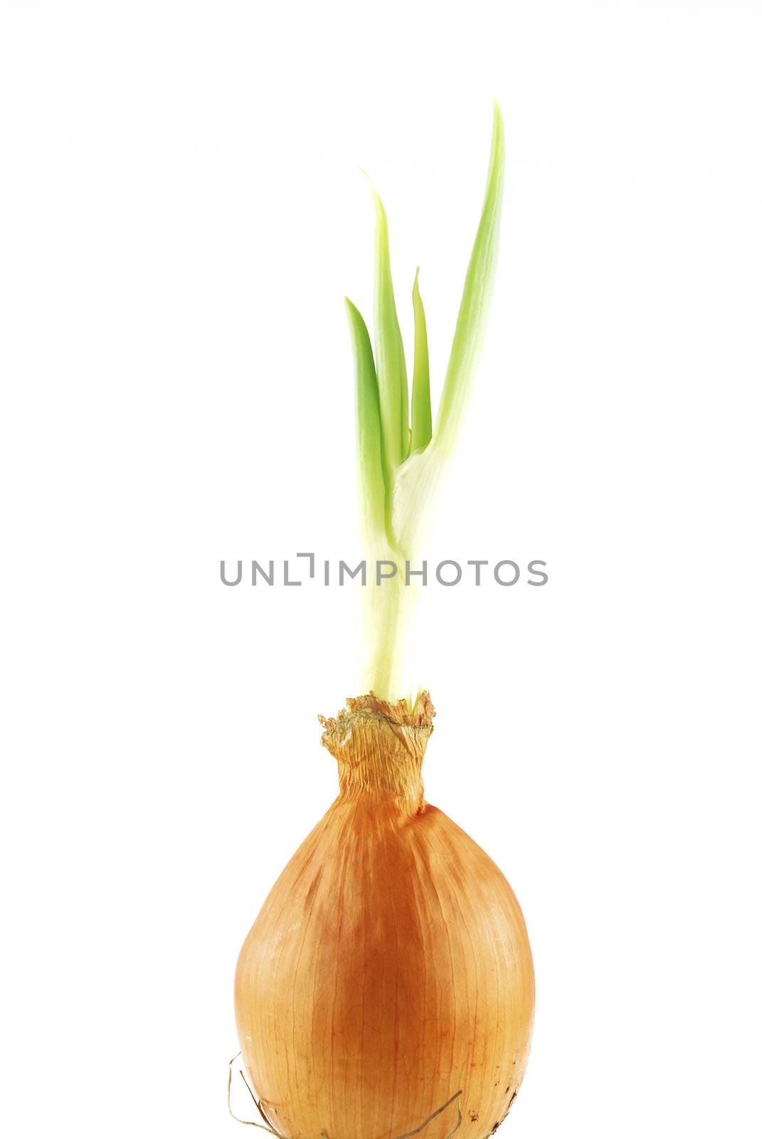 Yellow onion with green shoots on white background