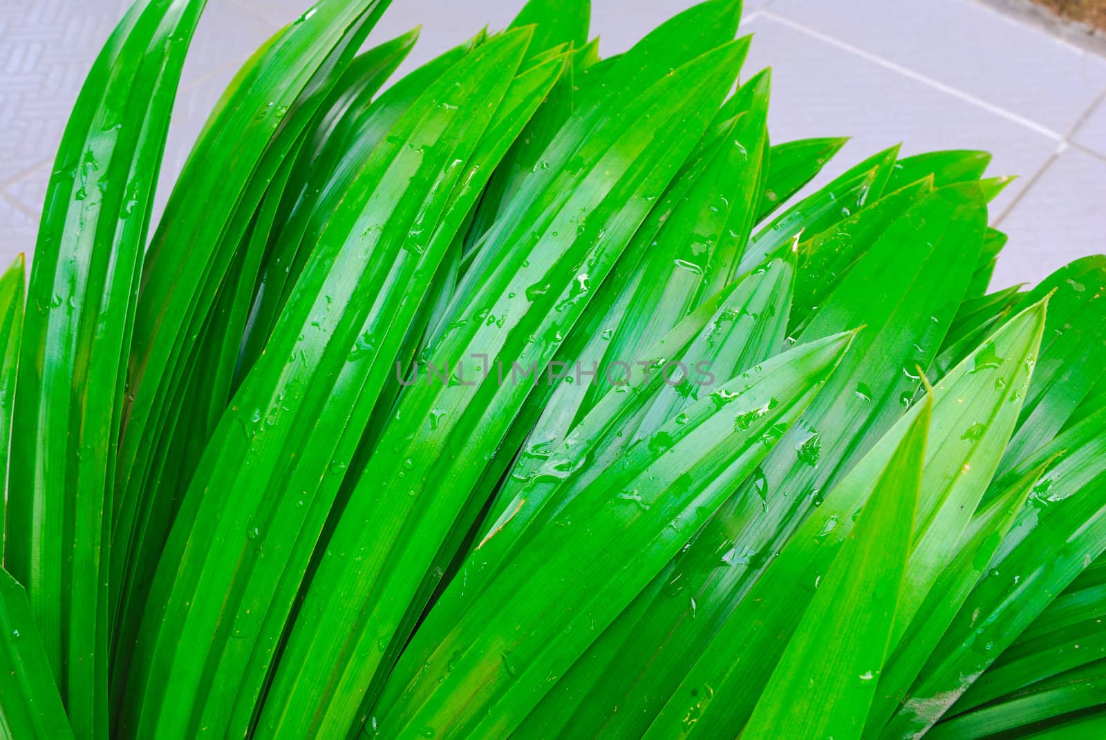 Fresh pandan leaves bi-toei