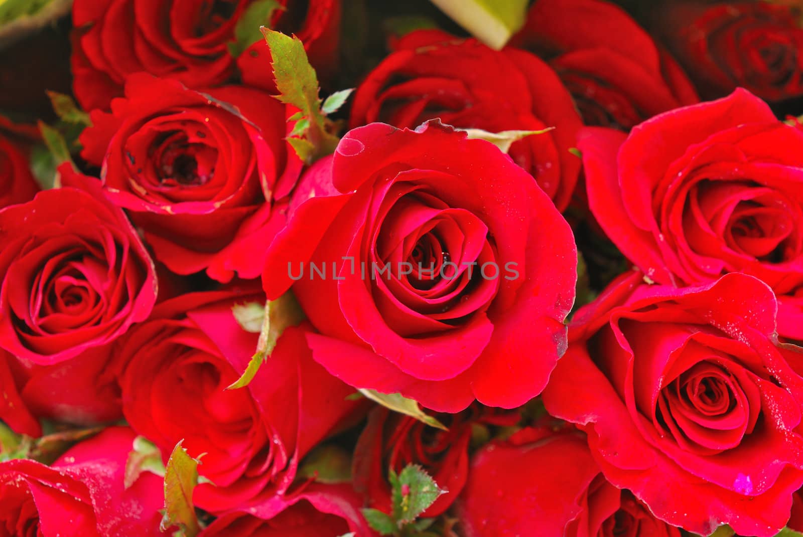 Natural red roses background