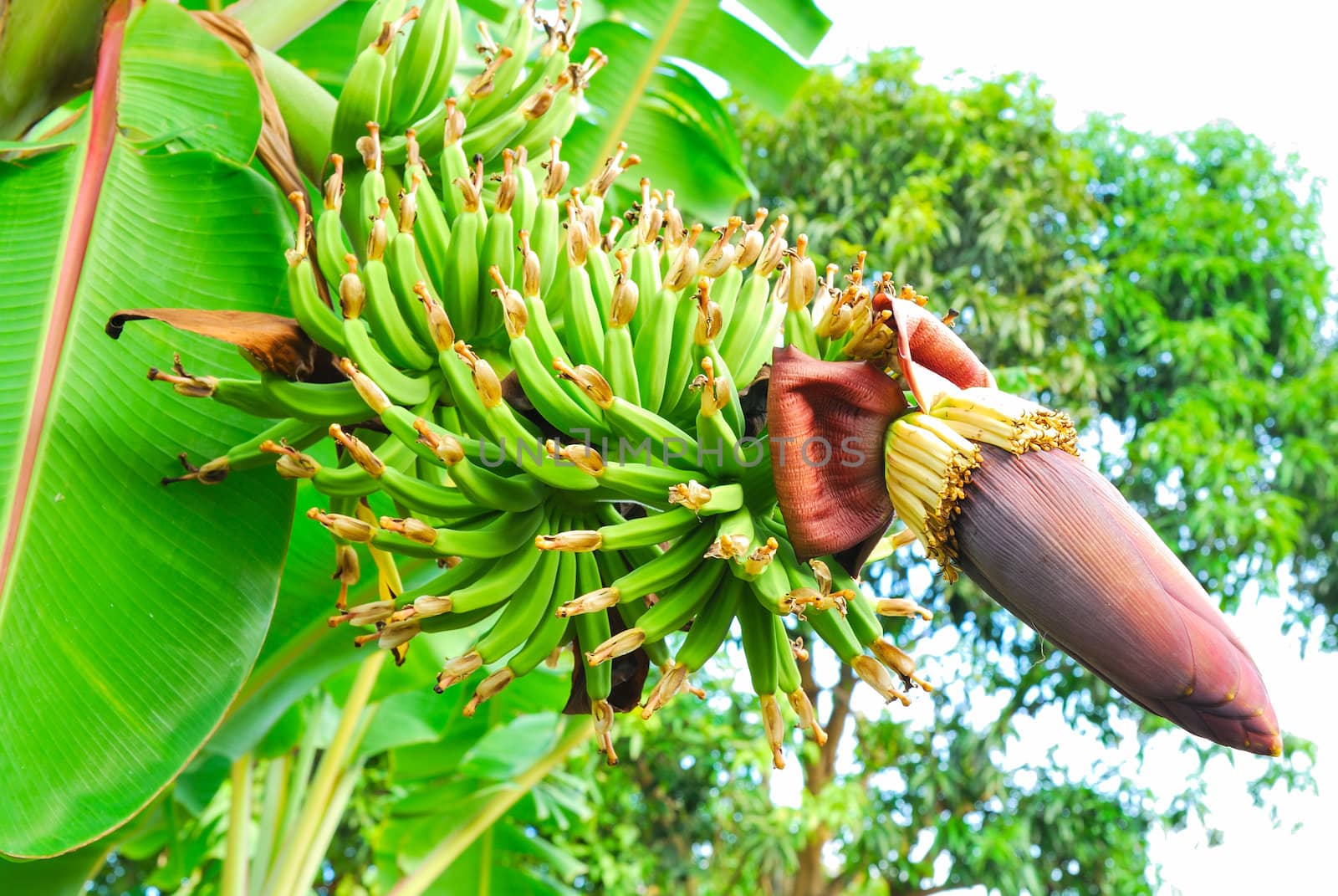 Bunch of green bananas on tree