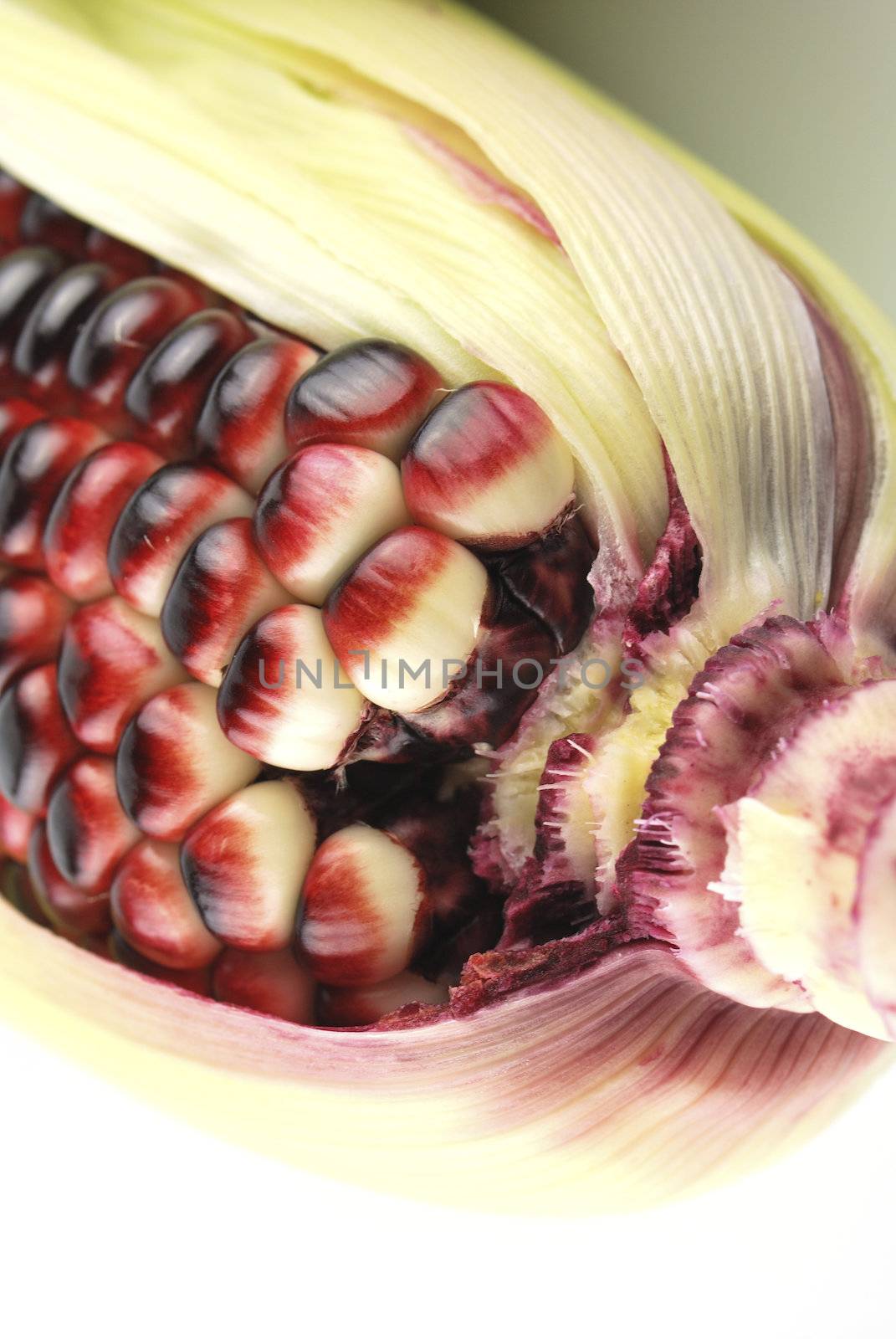 Harvested corn in red and purple colors