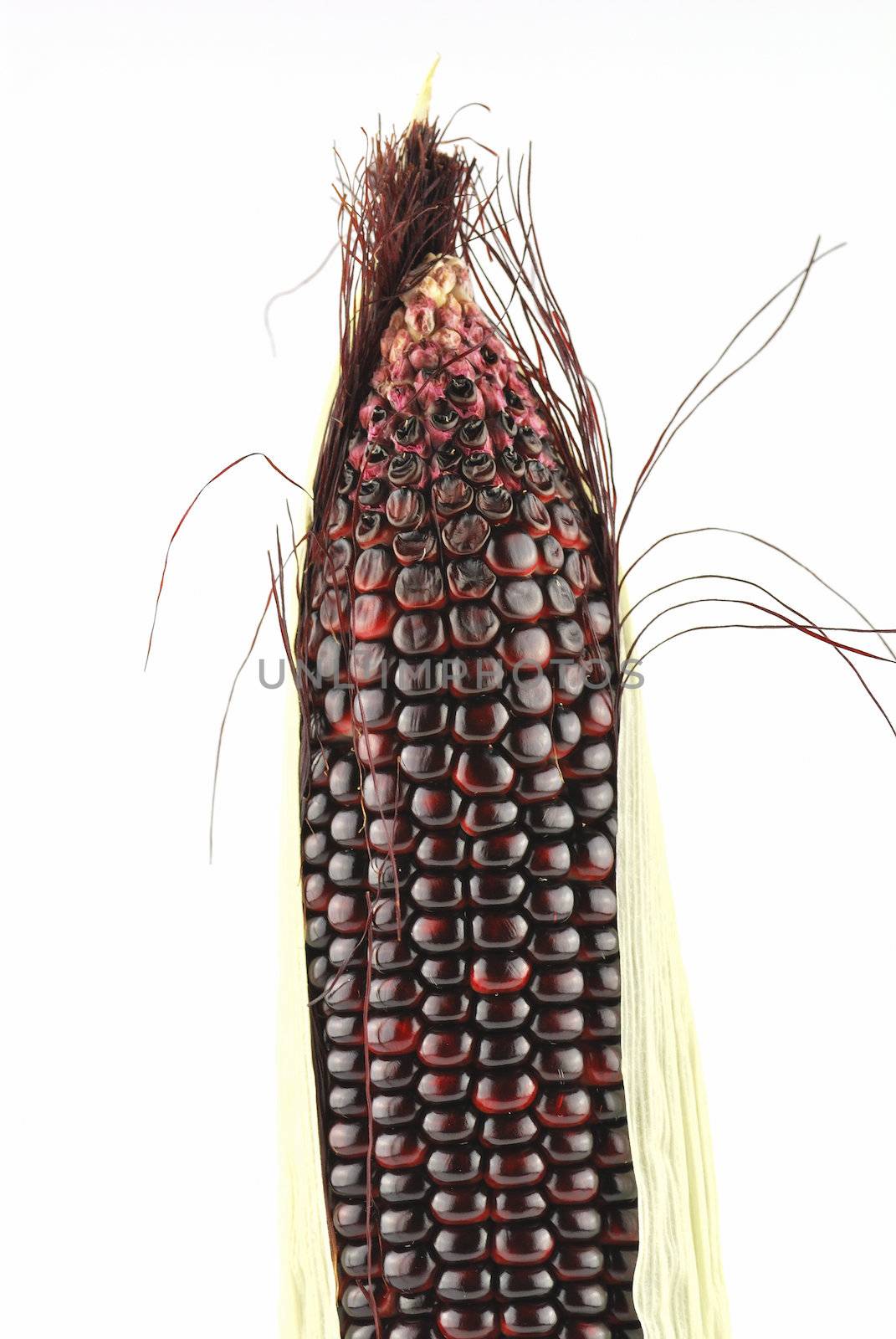 Harvested corn in red and purple colors