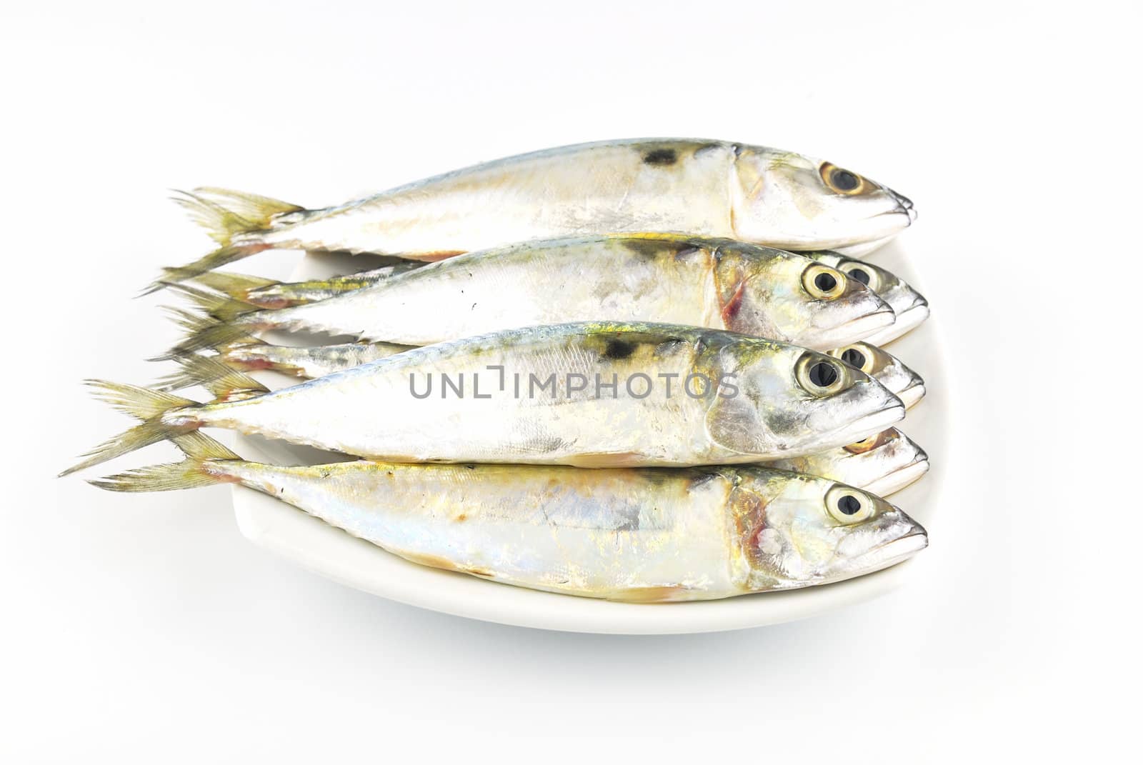 Fresh mackerel fish