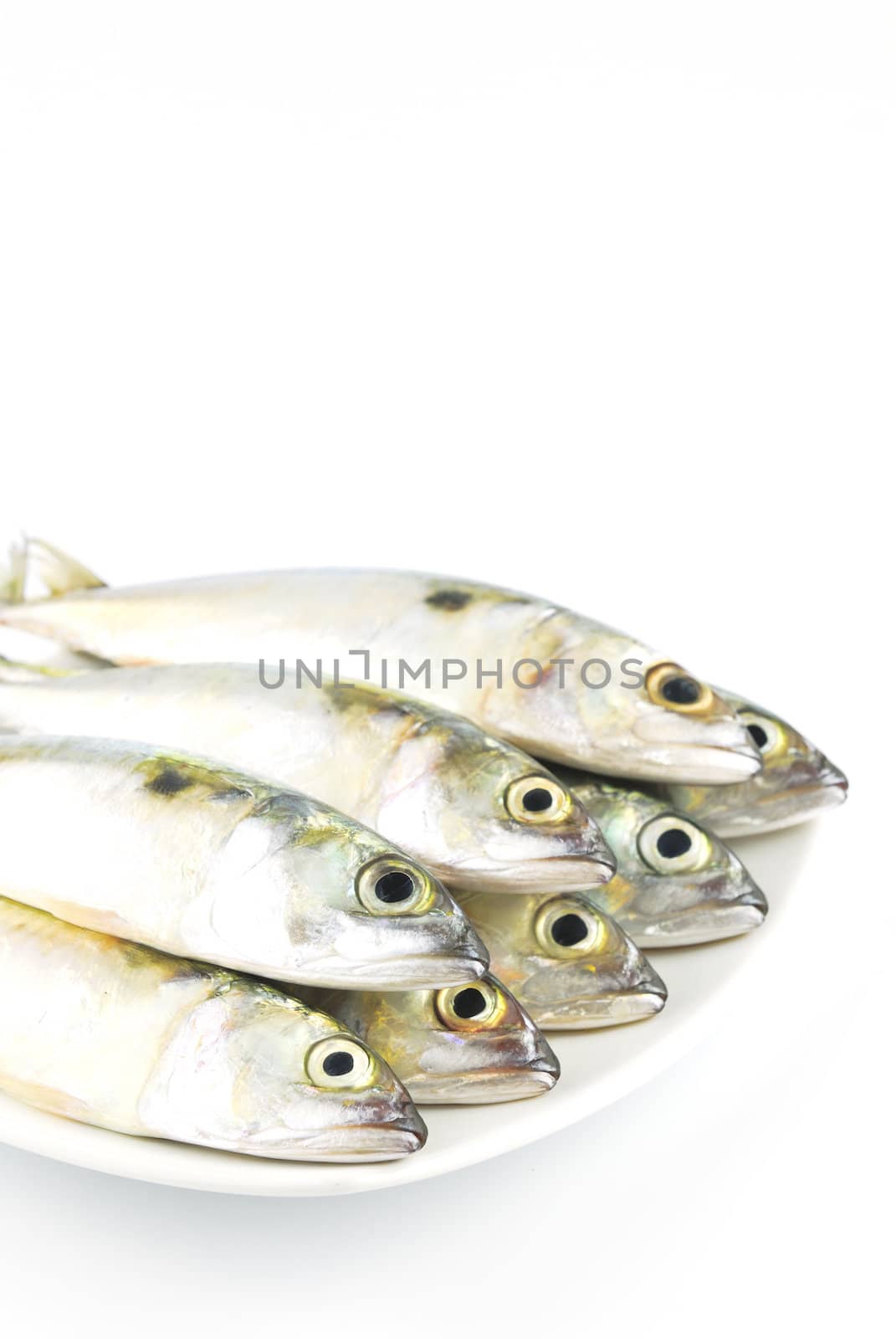 Fresh mackerel fish