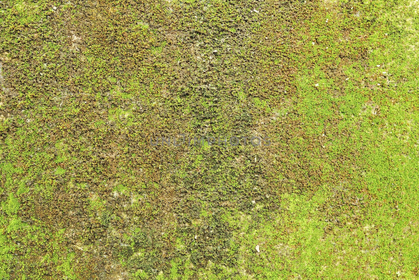 Moss on wall texture background.