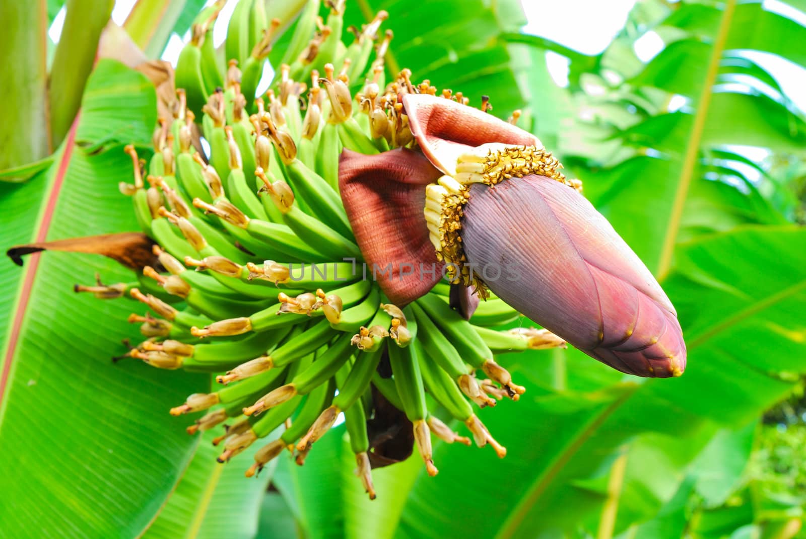 Bunch of green bananas on tree