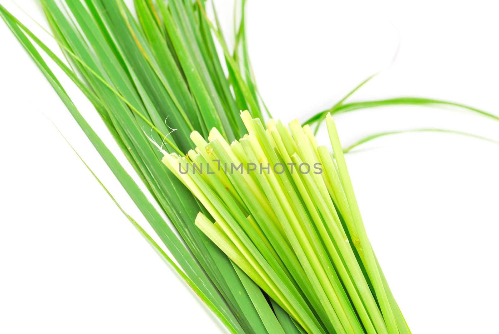 Lemon grass leaf