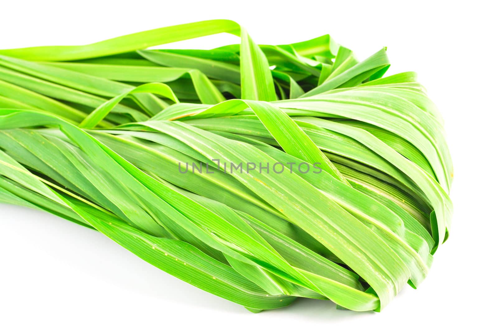 Lemon grass leaf