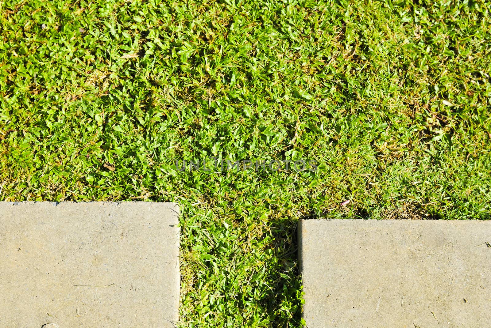 Cement footpath on green grass in the garden