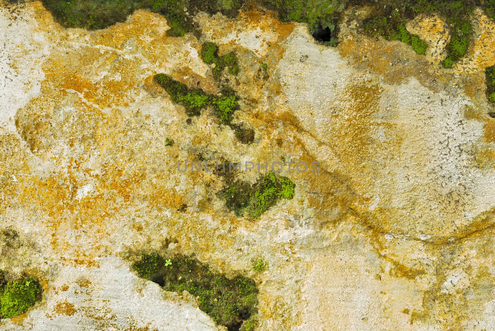 Texture of old concrete grunge wall covered with lichen moss mold as a background