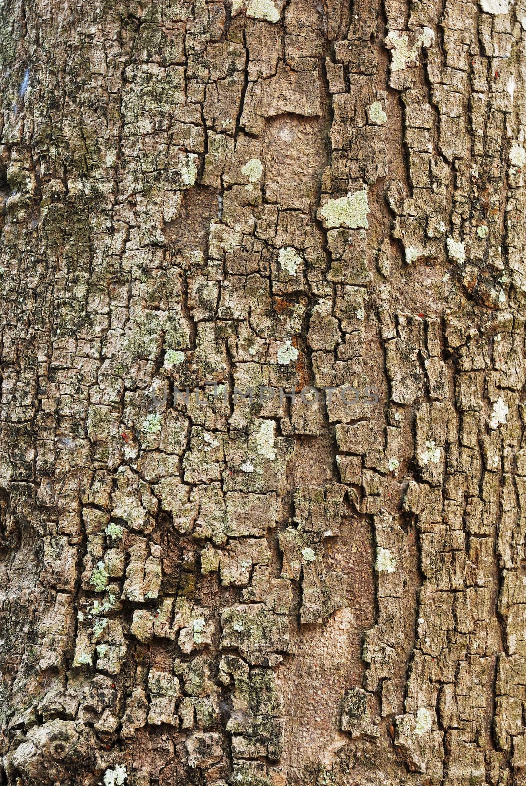 tree bark closeup usable as texture or background