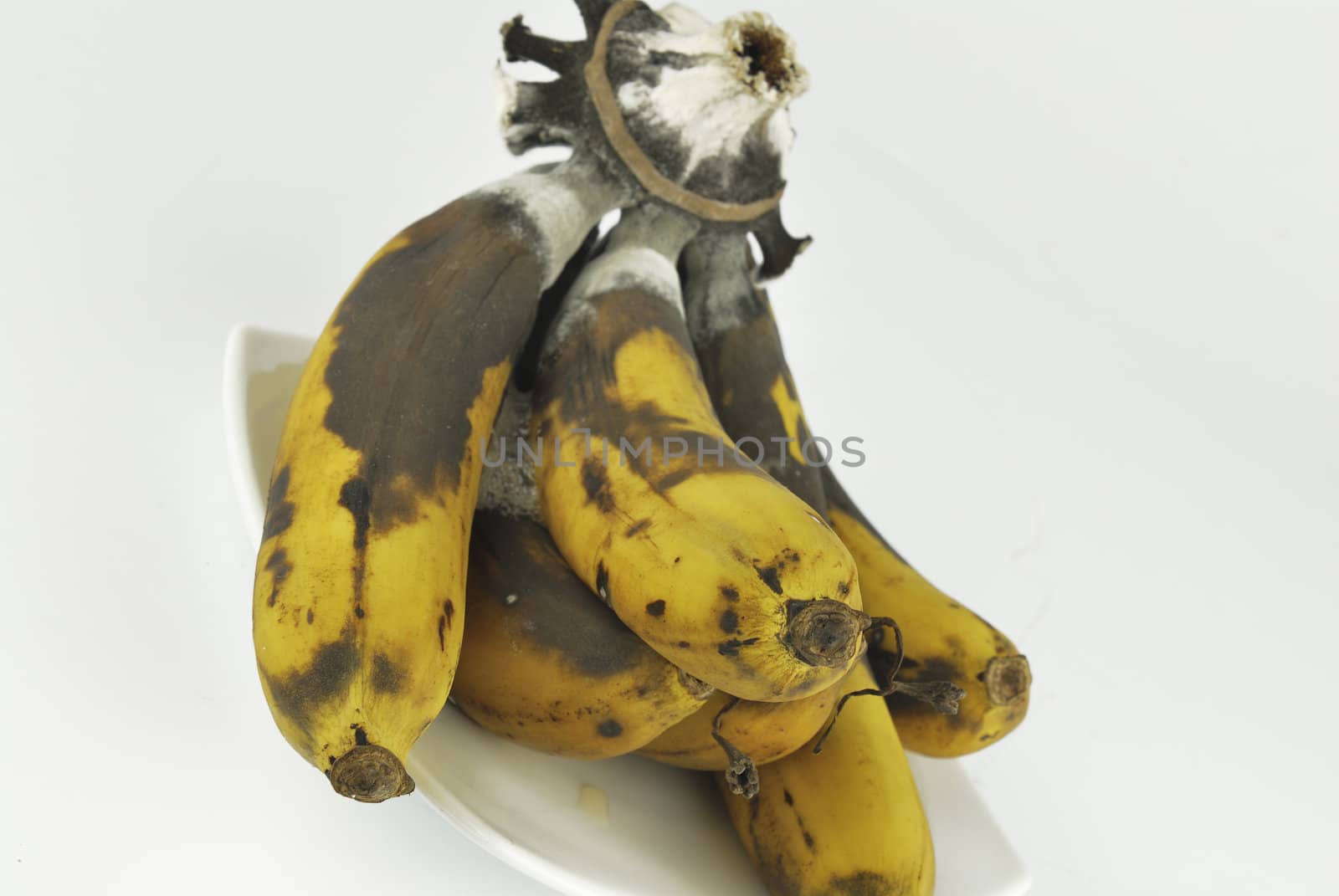 Rotten banana with fungus on white background