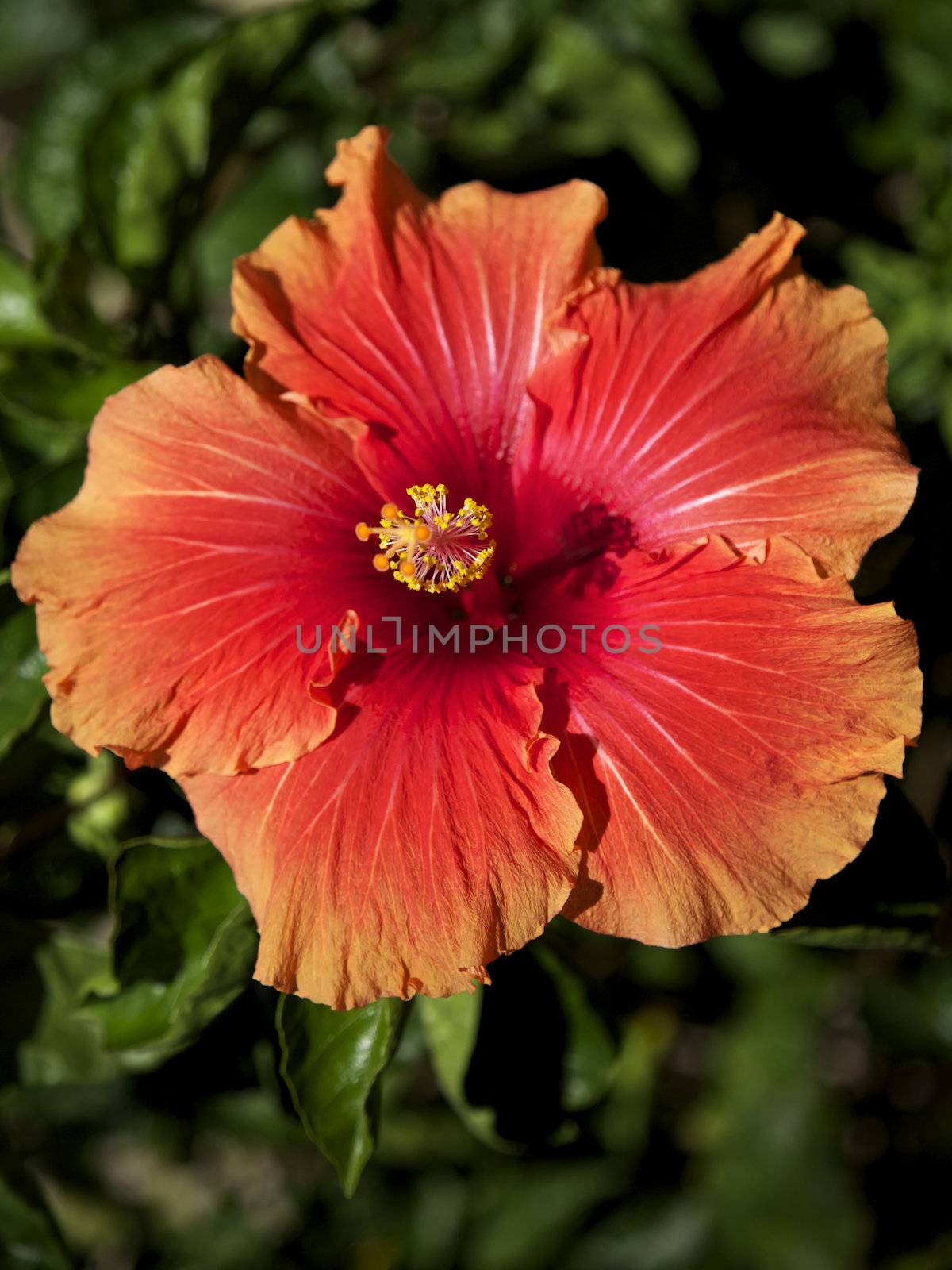 Hibiscus Flower by instinia