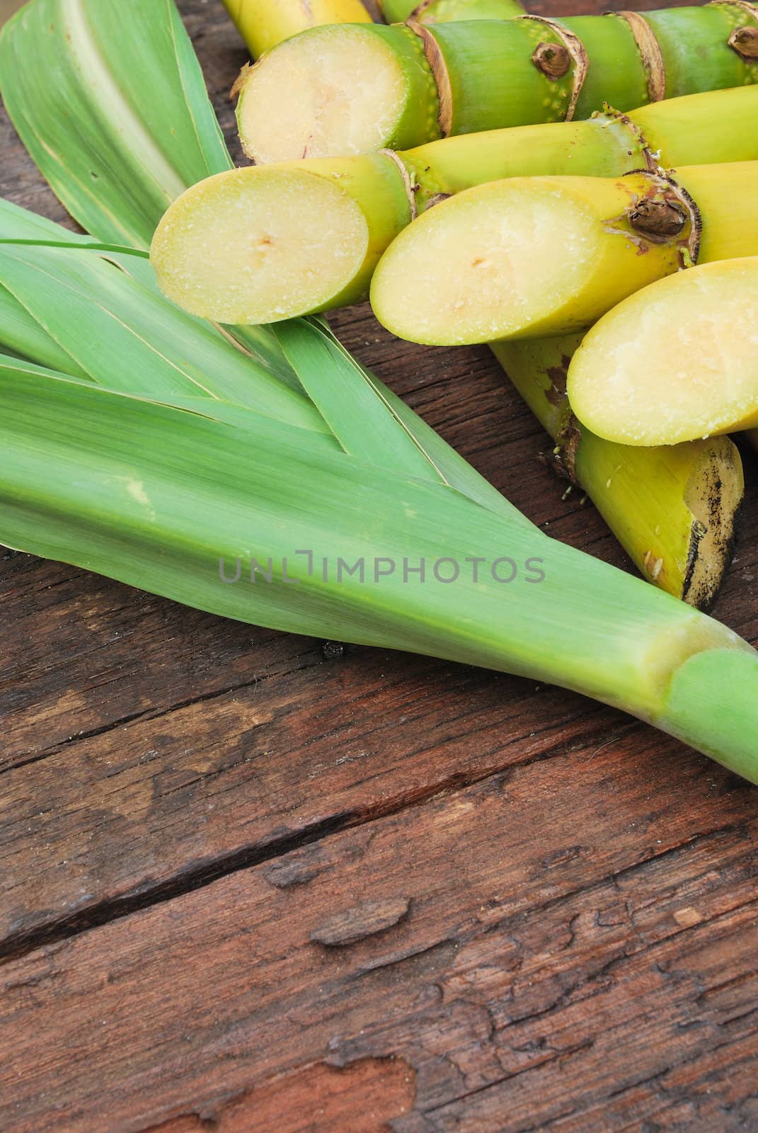 Close up Sugarcane