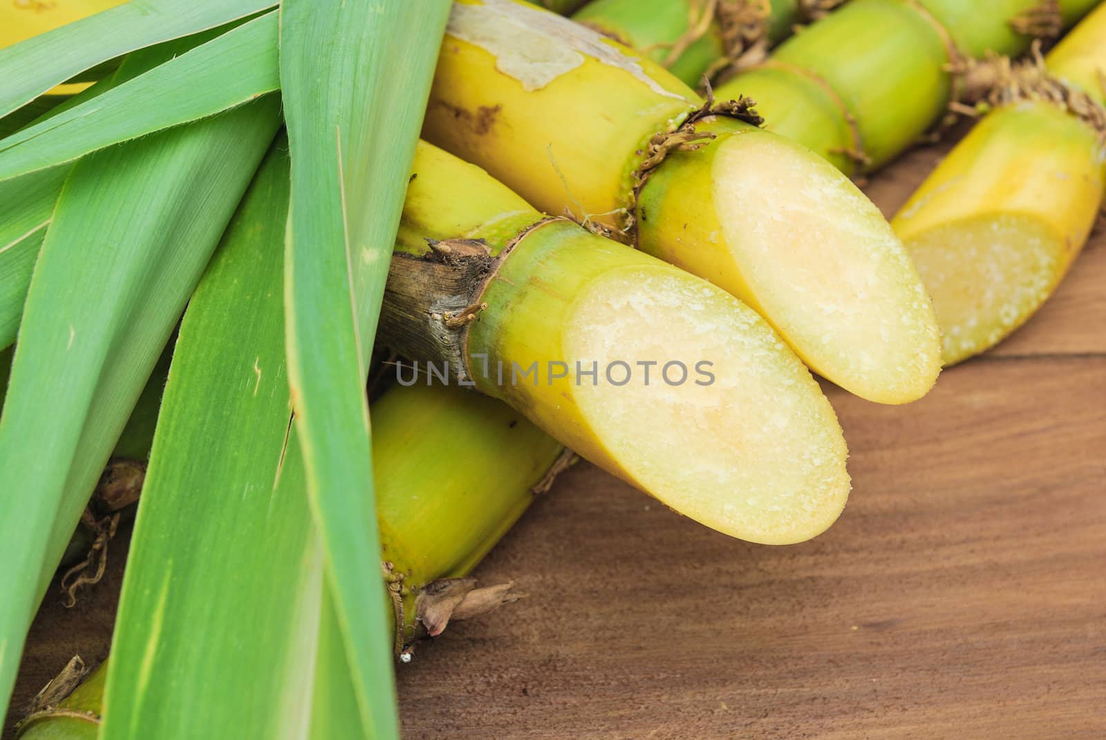 Close up Sugarcane