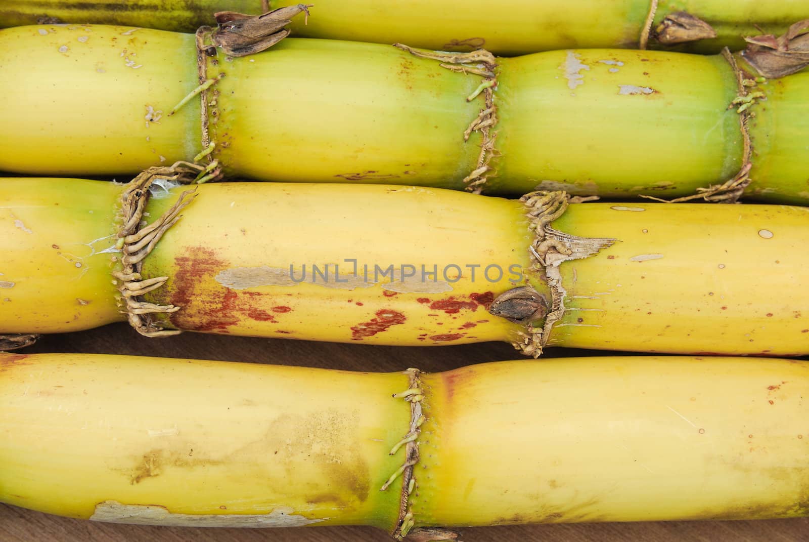 Close up Sugar and sugarcane