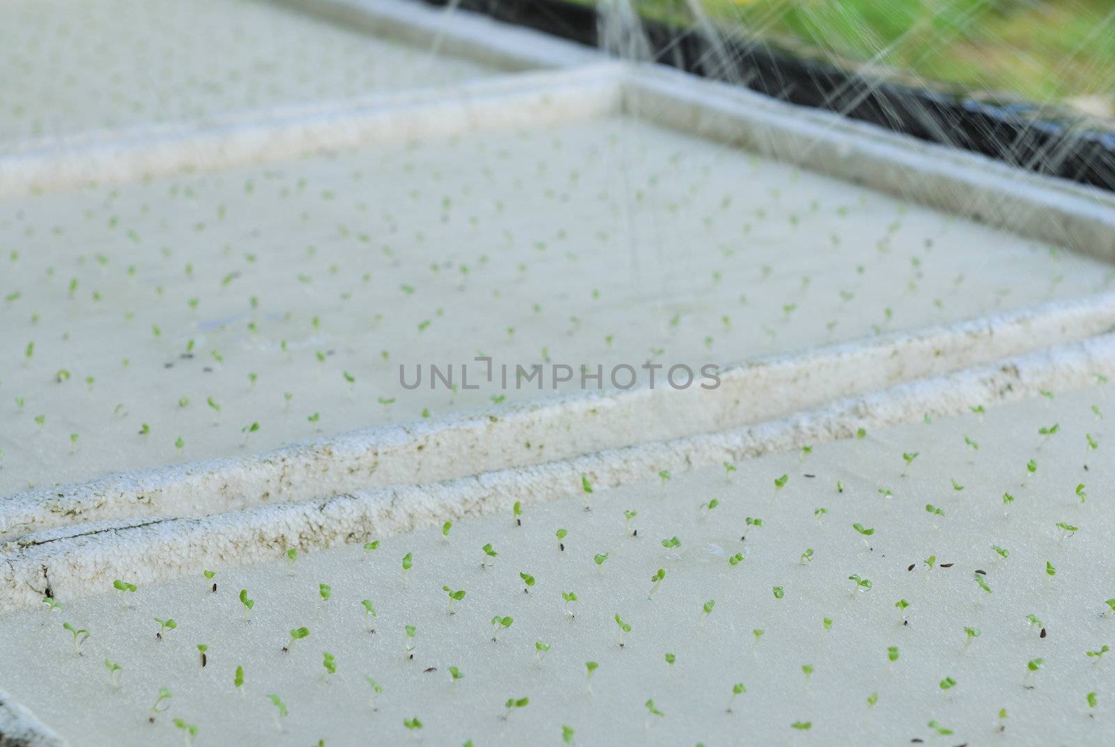 The cultivation of grain salad vegetable  in hydroponic farm.