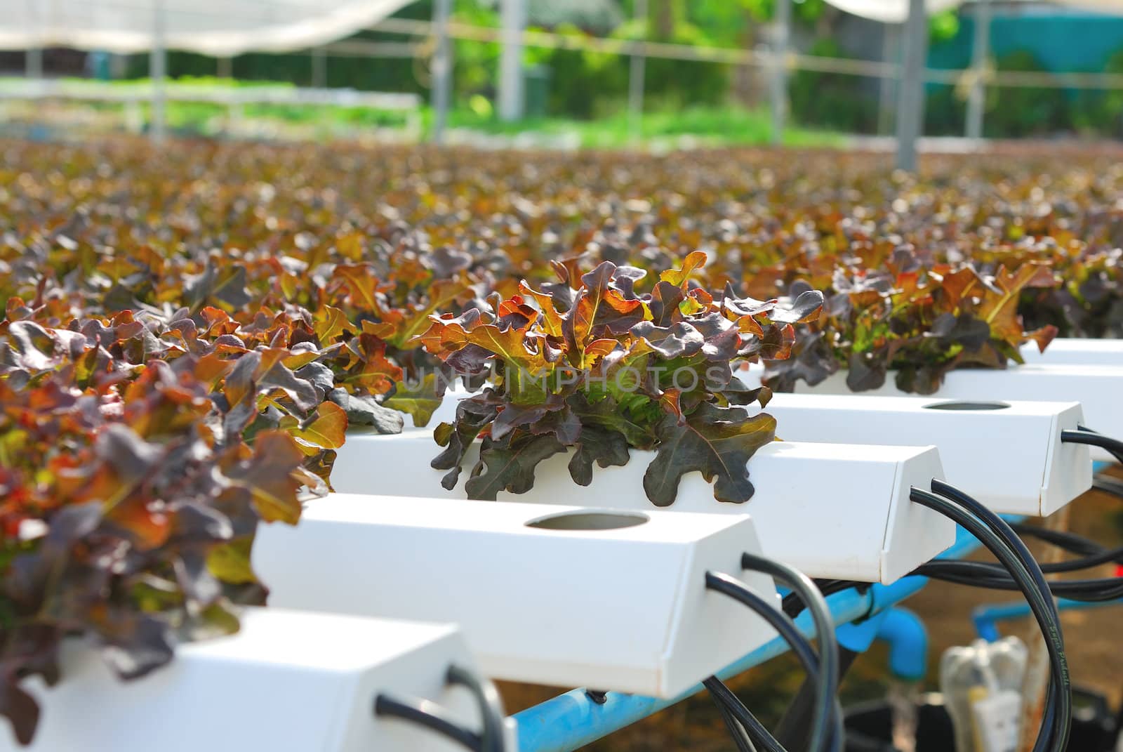 Red oak, green oak, cultivation hydroponics green vegetable in farm