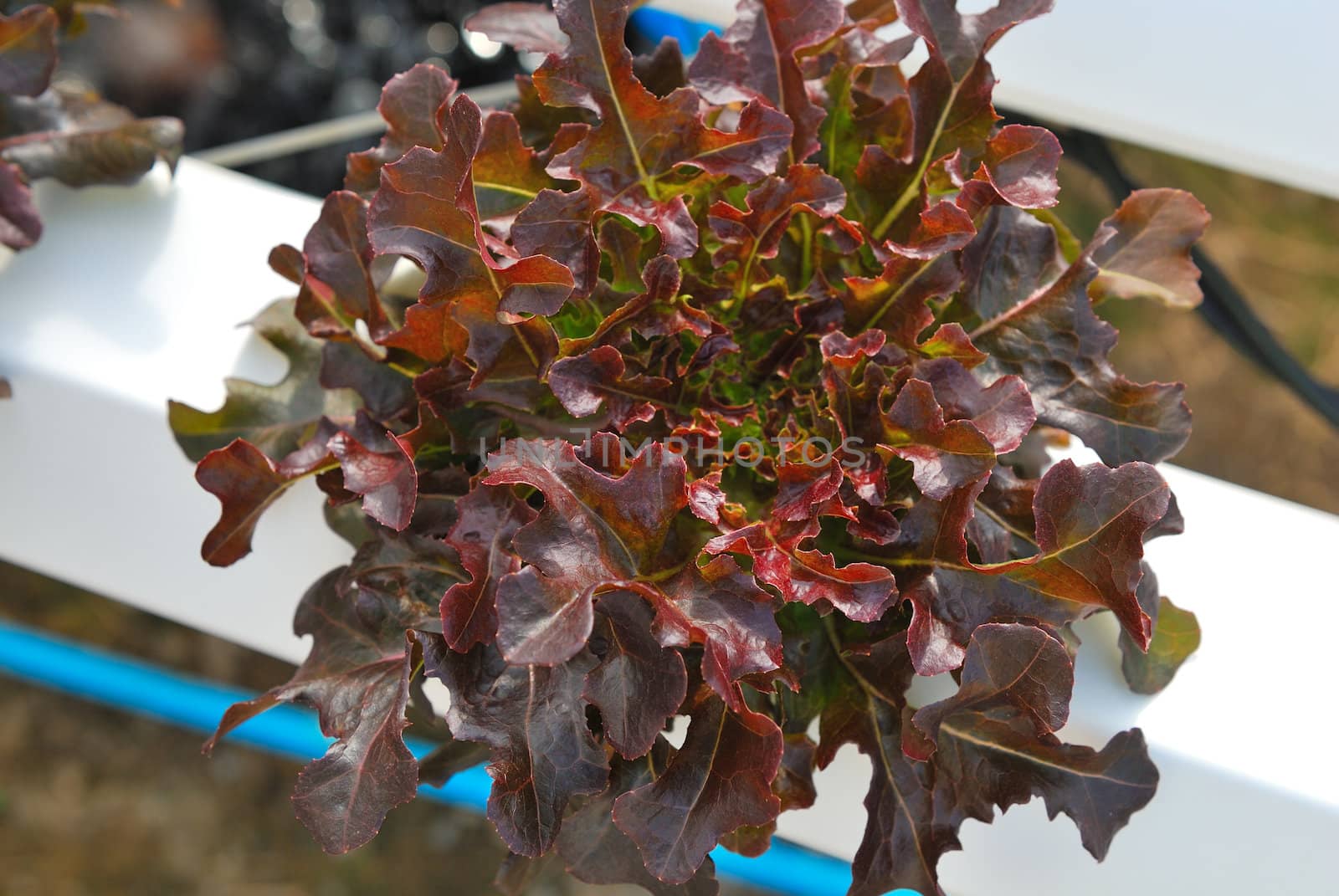 Red oak, green oak, cultivation hydroponics green vegetable in farm