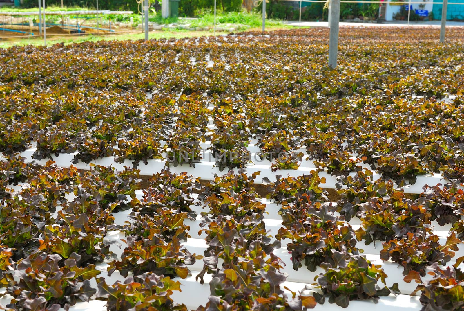 Red oak, green oak, cultivation hydroponics green vegetable in farm