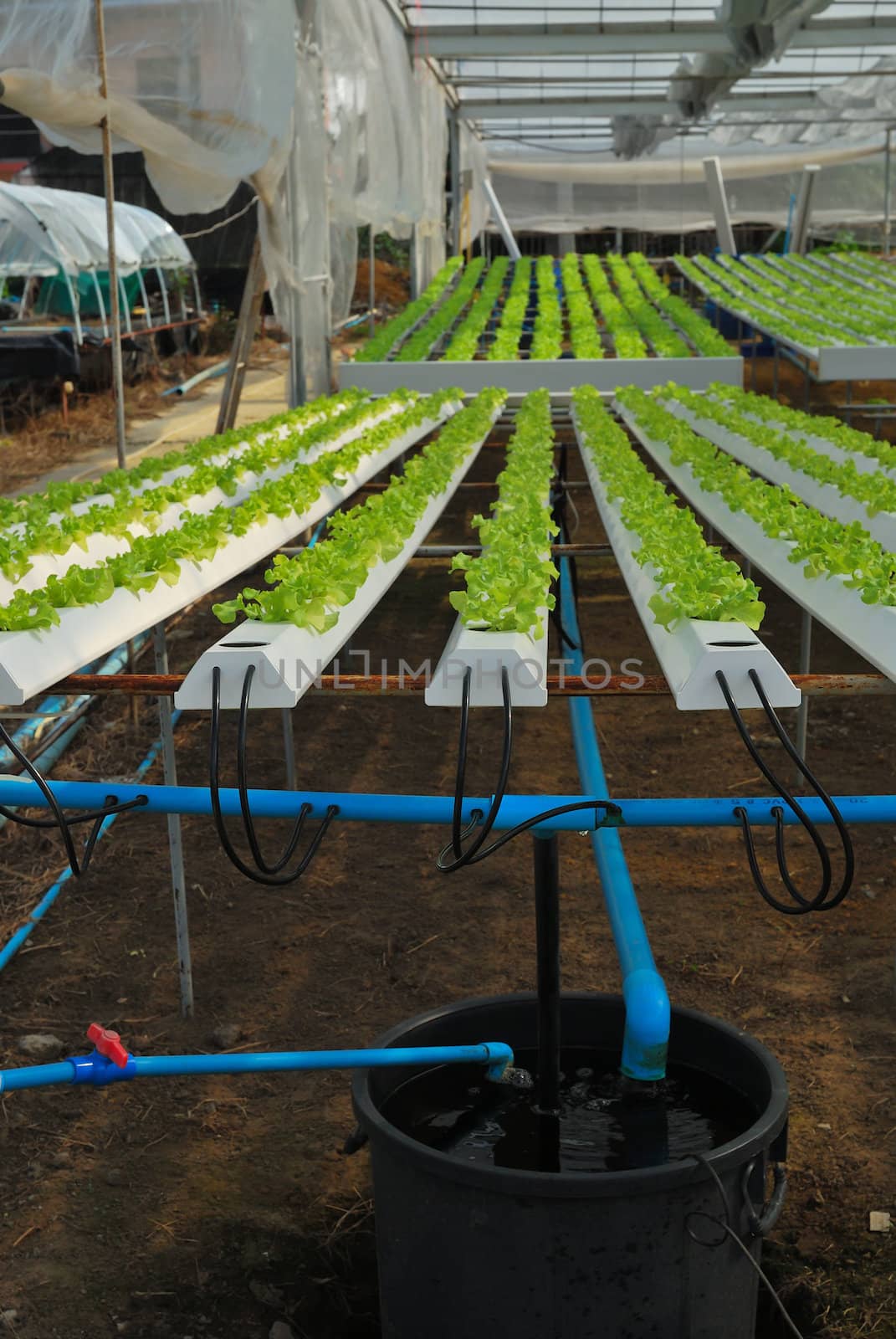 Red oak, green oak, cultivation hydroponics green vegetable in farm
