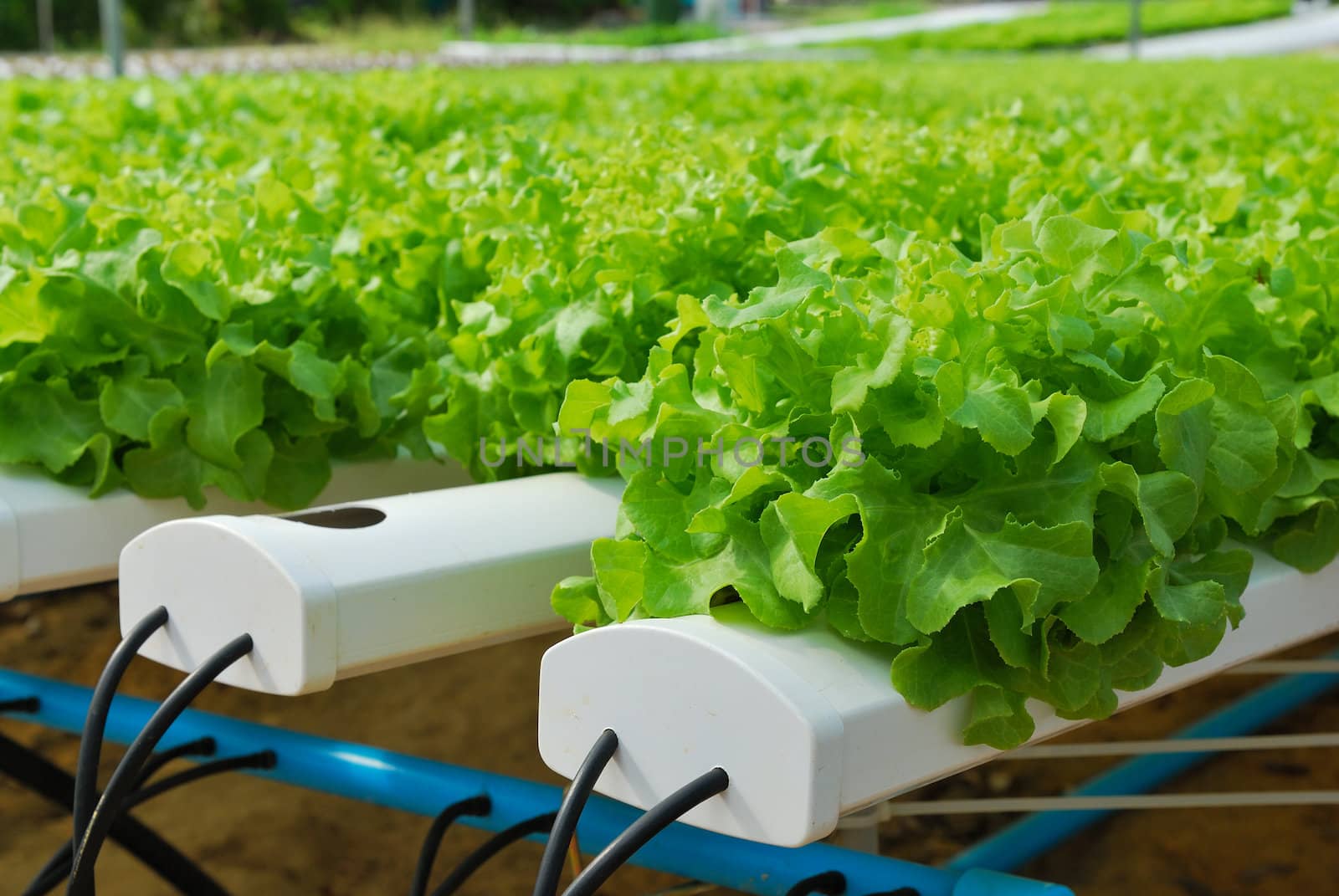 Red oak, green oak, cultivation hydroponics green vegetable in farm