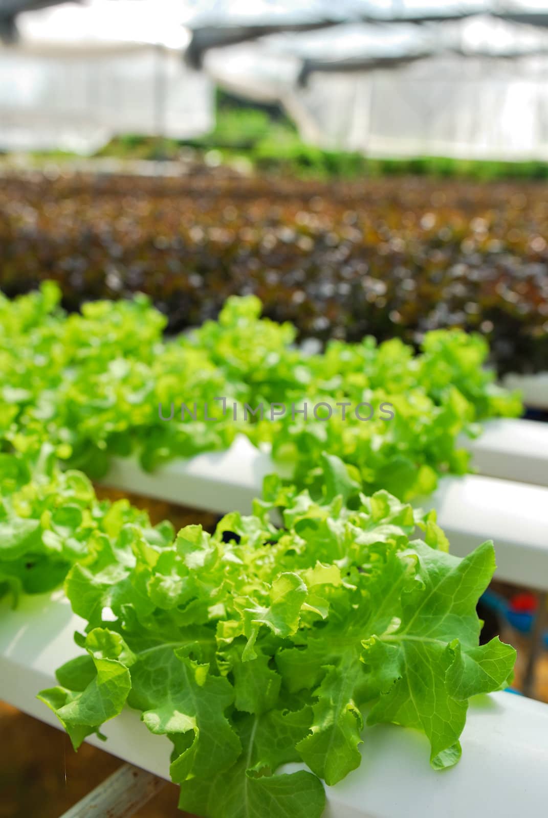 Red oak, green oak, cultivation hydroponics green vegetable in farm