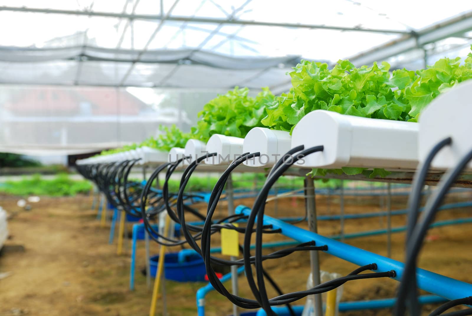 Red oak, green oak, cultivation hydroponics green vegetable in farm